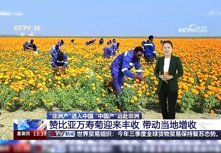CCTV-13：辣椒種子出海 非洲大地奏響邯鄲“椒”響曲